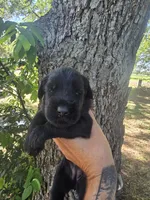 Female 2, a female Giant Schnauzer for sale in Temple, TX – 3 of 3