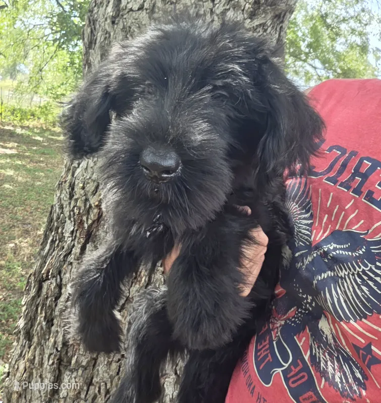 Female 2 – Giant Schnauzer puppy for sale in Temple, TX