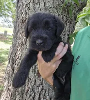 Female 1, a female Giant Schnauzer for sale in Temple, TX – 1 of 3