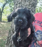 Female 2, a female Giant Schnauzer for sale in Temple, TX – 2 of 7