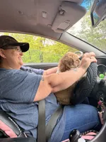 Cleetus, a male Australian Shepherd and Saint Bernard for sale in Altavista, VA – 5 of 5