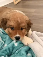 Cleetus, a male Australian Shepherd and Saint Bernard for sale in Altavista, VA – 2 of 5