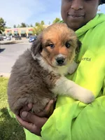 Cleetus, a male Australian Shepherd and Saint Bernard for sale in Altavista, VA – 4 of 5
