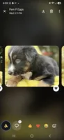 Black collar, a male Miniature American Shepherd for sale in Bourbonnais, IL – 3 of 4