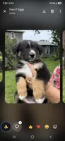 Black collar, a male Miniature American Shepherd for sale in Bourbonnais, IL – 4 of 4