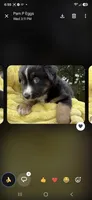 Black collar, a male Miniature American Shepherd for sale in Bourbonnais, IL – 2 of 4