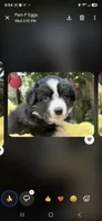 Tan collar, a male Miniature American Shepherd for sale in Bourbonnais, IL – 4 of 4