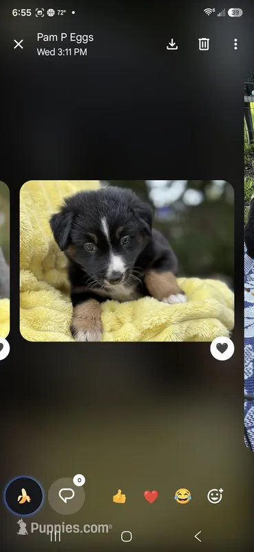 Black collar – Miniature American Shepherd puppy for sale in Bourbonnais, IL