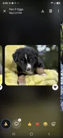 Black collar, a male Miniature American Shepherd for sale in Bourbonnais, IL – 1 of 4