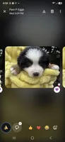 Purple collar, a male Miniature American Shepherd for sale in Bourbonnais, IL – 3 of 4