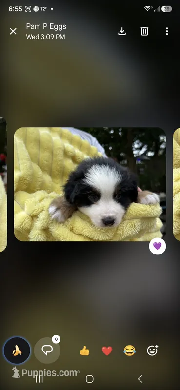 Purple collar – Miniature American Shepherd puppy for sale in Bourbonnais, IL