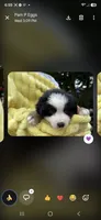 Purple collar, a male Miniature American Shepherd for sale in Bourbonnais, IL – 1 of 4
