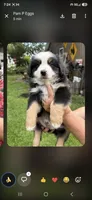 Purple collar, a male Miniature American Shepherd for sale in Bourbonnais, IL – 4 of 4