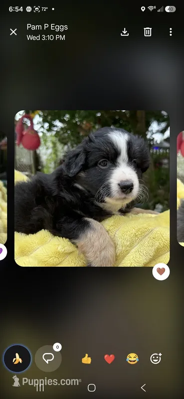 Tan collar – Miniature American Shepherd puppy for sale in Bourbonnais, IL