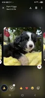 Tan collar, a male Miniature American Shepherd for sale in Bourbonnais, IL – 1 of 4