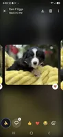 Tan collar, a male Miniature American Shepherd for sale in Bourbonnais, IL – 2 of 4