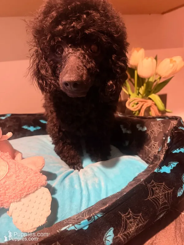 Cartier  – Poodle - Toy  puppy for sale in Rochester, NH