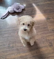 Westipoo pups due 11/16/26, a  West Highland White Terrier and Poodle - Toy  for sale in Rochester, NH – 2 of 4