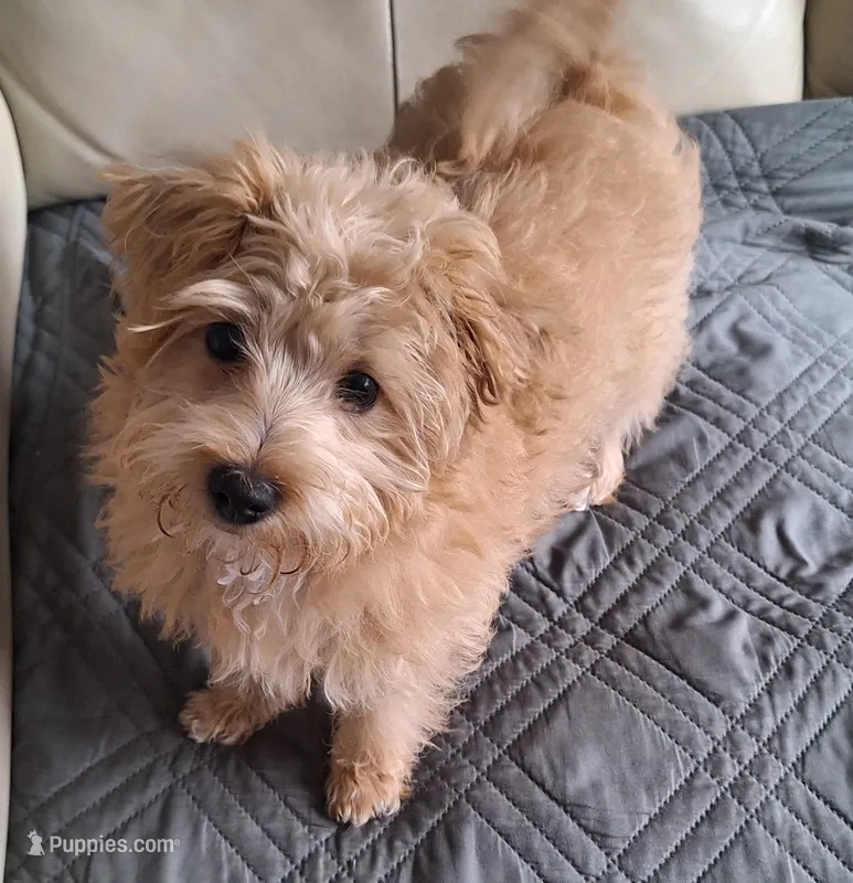 Westipoo pups due 11/16/26 – West Highland White Terrier, Poodle - Toy  puppy for sale in Rochester, NH