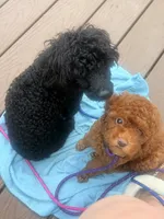 Cartier , a male Poodle - Toy  for sale in Rochester, NH – 2 of 3