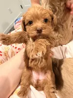 processed/ea6bb5a9-3d94-4f9f-962f-535bddbc002d/listing/1de5f4c1-de37-43f1-83b8-7ca2fb4d3483/7e10d23b-e814-40e3-ae4e-8aa67d8316b7