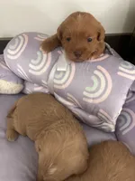 processed/ea6bb5a9-3d94-4f9f-962f-535bddbc002d/listing/1de5f4c1-de37-43f1-83b8-7ca2fb4d3483/7eb58115-6741-45f7-bd7f-779e3ee0d0ad