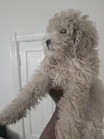 Armani , a male Poodle - Toy  for sale in Rochester, NH – 2 of 2