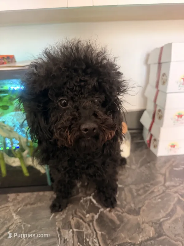 Cartier  – Poodle - Toy  puppy for sale in Rochester, NH