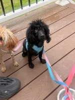 Cartier , a male Poodle - Toy  for sale in Rochester, NH – 3 of 3