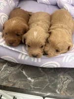 processed/ea6bb5a9-3d94-4f9f-962f-535bddbc002d/listing/8346344f-acdb-4355-bd23-23db4843b037/6088b9ab-5be3-4f68-ab1a-ee0a23160227