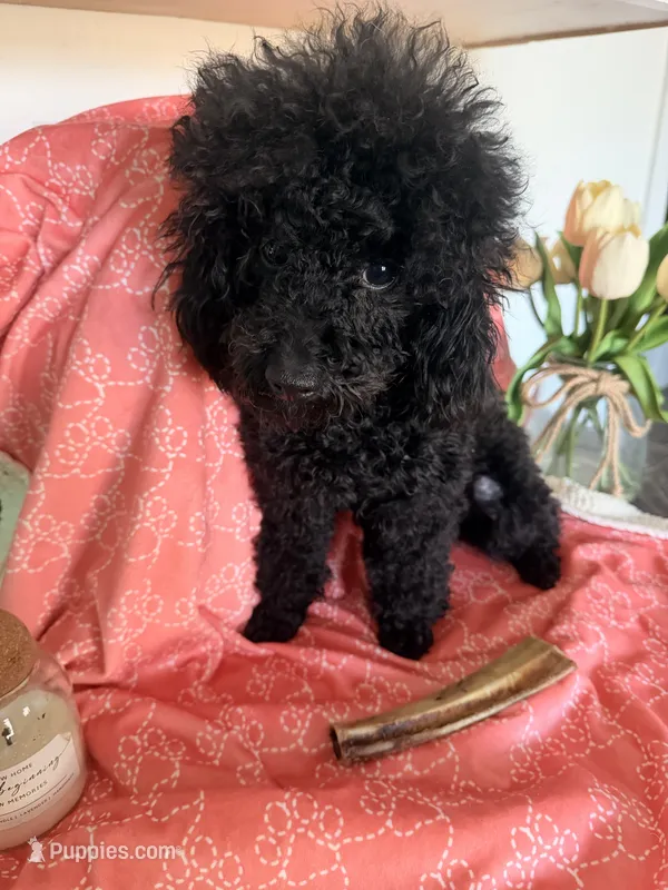 Cartier  – Poodle - Toy  puppy for sale in Rochester, NH