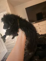 Akc black , a male Poodle - Toy  for sale in Seabrook, NH – 4 of 5