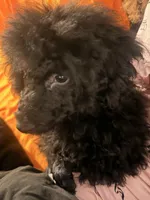 Akc black , a male Poodle - Toy  for sale in Seabrook, NH – 5 of 5