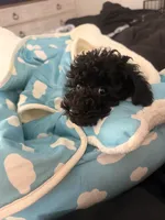 Akc black , a male Poodle - Toy  for sale in Seabrook, NH – Photo 3 of 3