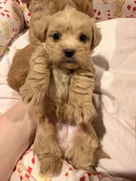 processed/ea6bb5a9-3d94-4f9f-962f-535bddbc002d/listing/a1e481c7-0f6e-4587-b270-a74fa84d0c5a/bd12af65-5e08-4a11-ad7e-3355bacd7661