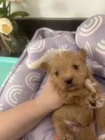 processed/ea6bb5a9-3d94-4f9f-962f-535bddbc002d/listing/a1e481c7-0f6e-4587-b270-a74fa84d0c5a/c12a8de2-5ea5-48b6-a17c-edd4a109780b