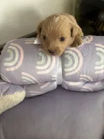 processed/ea6bb5a9-3d94-4f9f-962f-535bddbc002d/listing/a1e481c7-0f6e-4587-b270-a74fa84d0c5a/c33919f7-456a-420e-b9a2-a935468808a9