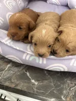 processed/ea6bb5a9-3d94-4f9f-962f-535bddbc002d/listing/a1e481c7-0f6e-4587-b270-a74fa84d0c5a/da931a66-94f6-454d-8c75-8fb20382b3eb