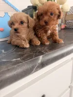 Westipoo pups due 11/16/26, a  West Highland White Terrier and Poodle - Toy  for sale in Rochester, NH – 3 of 4