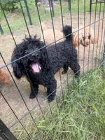 Cartier , a male Poodle - Toy  for sale in Rochester, NH – 1 of 3