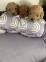 Westipoo pups due 11/16/26, a  West Highland White Terrier and Poodle - Toy  for sale in Rochester, NH – 4 of 4