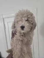 Armani , a male Poodle - Toy  for sale in Rochester, NH – 1 of 2