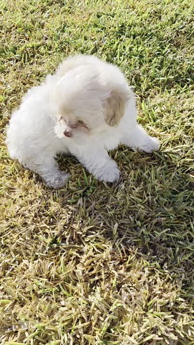 Boba (Merle Teacup Maltipoo), a male Maltipoo for sale in Montclair, CA – 7 of 7