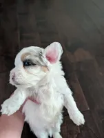 Snowy (Merle Teacup Maltipoo), a male Maltipoo for sale in Montclair, CA – 5 of 9
