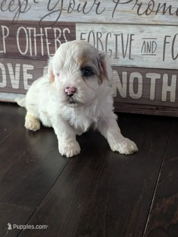 Snowy (Merle Teacup Maltipoo) – Maltipoo puppy for sale in Montclair, CA