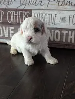 Snowy (Merle Teacup Maltipoo), a male Maltipoo for sale in Montclair, CA – 1 of 9