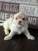 Boba (Merle Teacup Maltipoo), a male Maltipoo for sale in Montclair, CA – 3 of 7