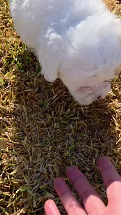 Snowy (Merle Teacup Maltipoo), a male Maltipoo for sale in Montclair, CA – 8 of 9