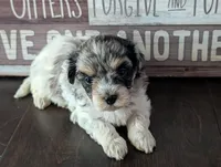 Lola (Merle Teacup Maltipoo), a female Maltipoo for sale in Montclair, CA – 2 of 7