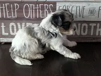 Lola (Merle Teacup Maltipoo), a female Maltipoo for sale in Montclair, CA – 3 of 7